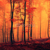 Red colored fantasy forest