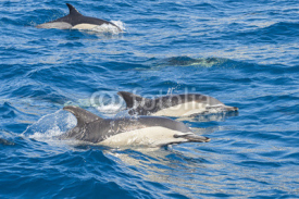 Naklejki Delfini nell'oceano