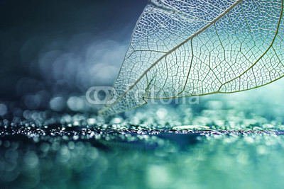 White transparent skeleton leaf with beautiful texture on a turquoise abstract background on glass with shiny water dew drops and circular bokeh close-up macro. Bright expressive artistic image.