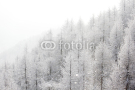 Fototapety forest in snow