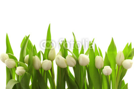 Naklejki Weiße Tulpen