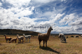 Fototapety Vicunas in Chile