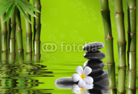 Naklejki Young, green bamboo in the background boke