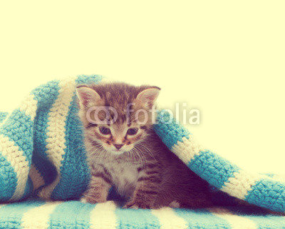 funny cute tabby kitten and a blue blanket