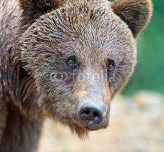 Naklejki Brown bears in the Carpathians.