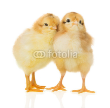Fototapety chickens on the white background