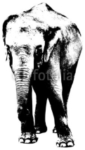 Naklejki illustration of elephant