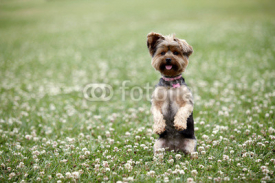 Fototapety Cute dog