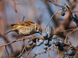 Naklejki Tree Sparrow on branch, Passer montanus