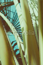 Fototapety Abstract vintage tropical background. Retro toned.