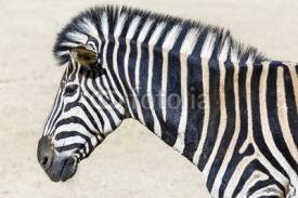 Fototapety zebra head