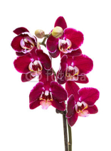 Naklejki Pink Orchid Isolated on White Background