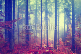 Fototapety Magic color vintage forest