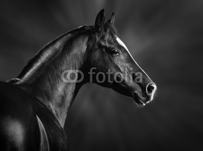 Black and white portrait of arabian stallion