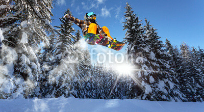 snowboarders in the pine trees