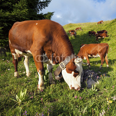 Cow in french alps landscape under sunlight