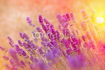 Soft focus on lavender in late afternoon