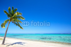 Naklejki Paradise beach and palm tree  in tropical island