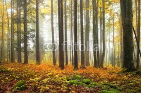 Naklejki Autumn color forest