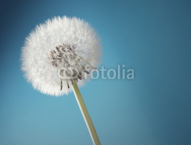 Fototapety Close-up of a dandelion