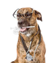 dog with a stethoscope on his neck holding  syringe in its mouth