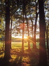 Fototapety Sonnenstrahlen im Wald