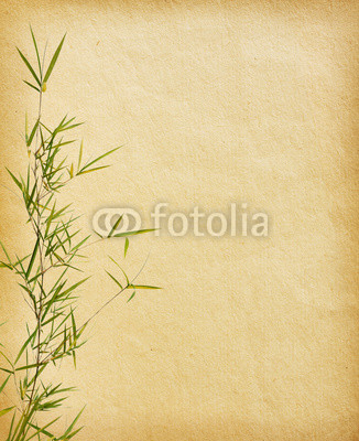 branches of a bamboo on old paper background.