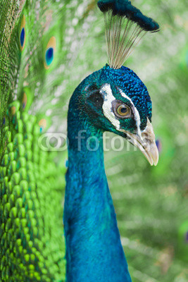 peacock