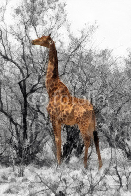 Partial Black and White Painting of Giraffe eating leaves