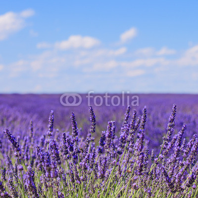 Lavender flower blooming fields horizon. Valensole Provence, Fra