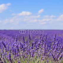 Naklejki Lavender flower blooming fields horizon. Valensole Provence, Fra