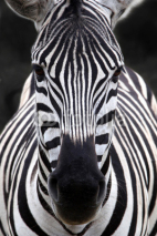 Naklejki Zebra head