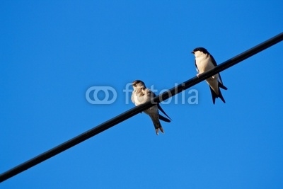 Swallow sitting on metal wire over blue sky