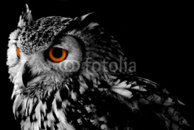 Naklejki Bengali Eagle Owl (Bubo bengalensis)