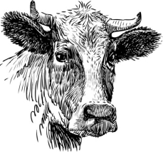 Obrazy i plakaty snout cow