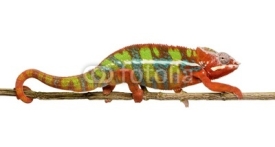 Obrazy i plakaty Chameleon Furcifer Pardalis - Ambilobe (18 months)