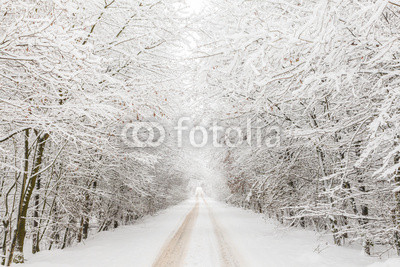 Winter landscape with road surrounded by trees