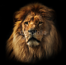 Naklejki Lion portrait with rich mane on black