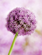 Allium, Purple garlic flowers