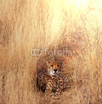 Naklejki Cheetah