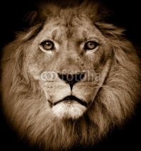 Naklejki Lion portrait