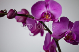 Obrazy i plakaty orchidea