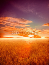 Naklejki wheat field at the sunset