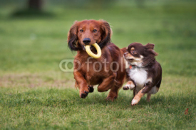 two small dogs playing together outdoors