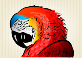 Fototapety red parrot