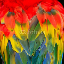 Naklejki Scarlet Macaw feathers