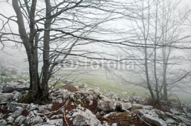 Naklejki foggy and rocky forest in the morning