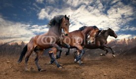 Fototapety wild jump bay horses