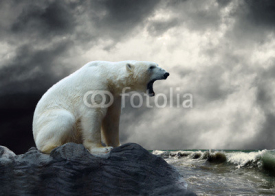 Obrazy i plakaty White Polar Bear Hunter on the Ice in water drops.