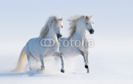 Naklejki Two galloping snow-white horses